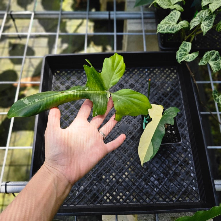 Philodendron Golden Dragon, Exact Plant Variegated