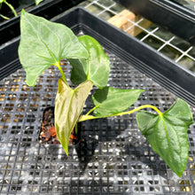 Load image into Gallery viewer, Anthurium Papillilaminum Fort Sherman, Exact Plant Ships Nationwide
