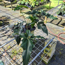 Load image into Gallery viewer, Philodendron Thaumatophyllum Goeldii X Selloum "African Fantasy, Exact Plant
