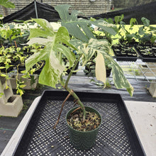Load image into Gallery viewer, Monstera Borsigiana Albo Deliciosa Variegated exact plant, Fedex 2day
