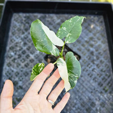 Load image into Gallery viewer, Alocasia Odora, Okinawa Silver, Exact Plant Variegated
