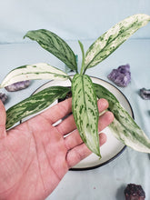 Load image into Gallery viewer, Silver Queen Ice Queen, exact plant, variegated Aglaonema, ships nationwide
