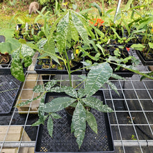 Load image into Gallery viewer, Pachira Aquatica Money Tree, Exact Plant Variegated Ships Nationwide
