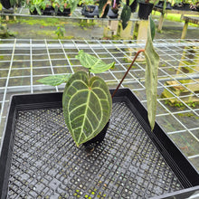 Load image into Gallery viewer, Anthurium Besseae Aff x Red Crystallinum, Exact Plant
