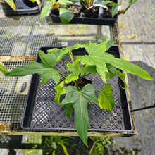 Load image into Gallery viewer, Philodendron Green Golden Dragon, Exact Plant
