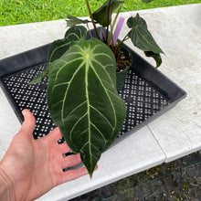 Load image into Gallery viewer, Anthurium Magnificum X Warocqueanum AFF noid, exact plant, Fedex 2day*
