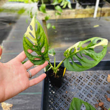 Load image into Gallery viewer, Monstera Adansonii Albo Tricolor, Exact Plant Variegated Ships Nationwide

