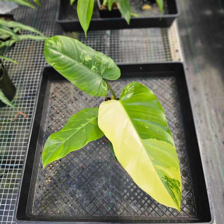 Philodendron Whipple Way, Exact Plant Variegated Ships Nationwide