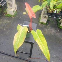 Load image into Gallery viewer, Philodendron Orange Marmalade, Exact Plant Ships Nationwide
