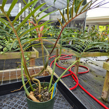 Load image into Gallery viewer, Philodendron Tortum, Exact Plant Ships Nationwide
