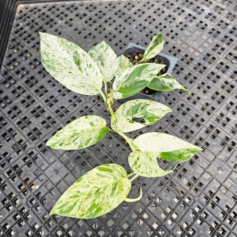 Epipremnum Pinnatum Marble, Exact Plant Variegated Ships Nationwide