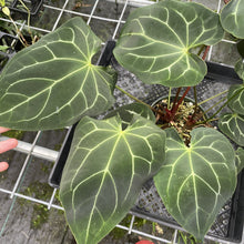 Load image into Gallery viewer, Anthurium Besseae Aff exact plant, Fedex 2day*
