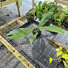 Load image into Gallery viewer, Philodendron Campii Lynette, Exact Plant Ships Nationwide
