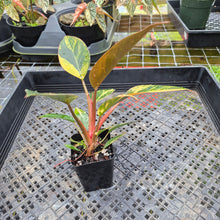Load image into Gallery viewer, Philodendron Red Congo, Exact Plant Variegated Ships Nationwide

