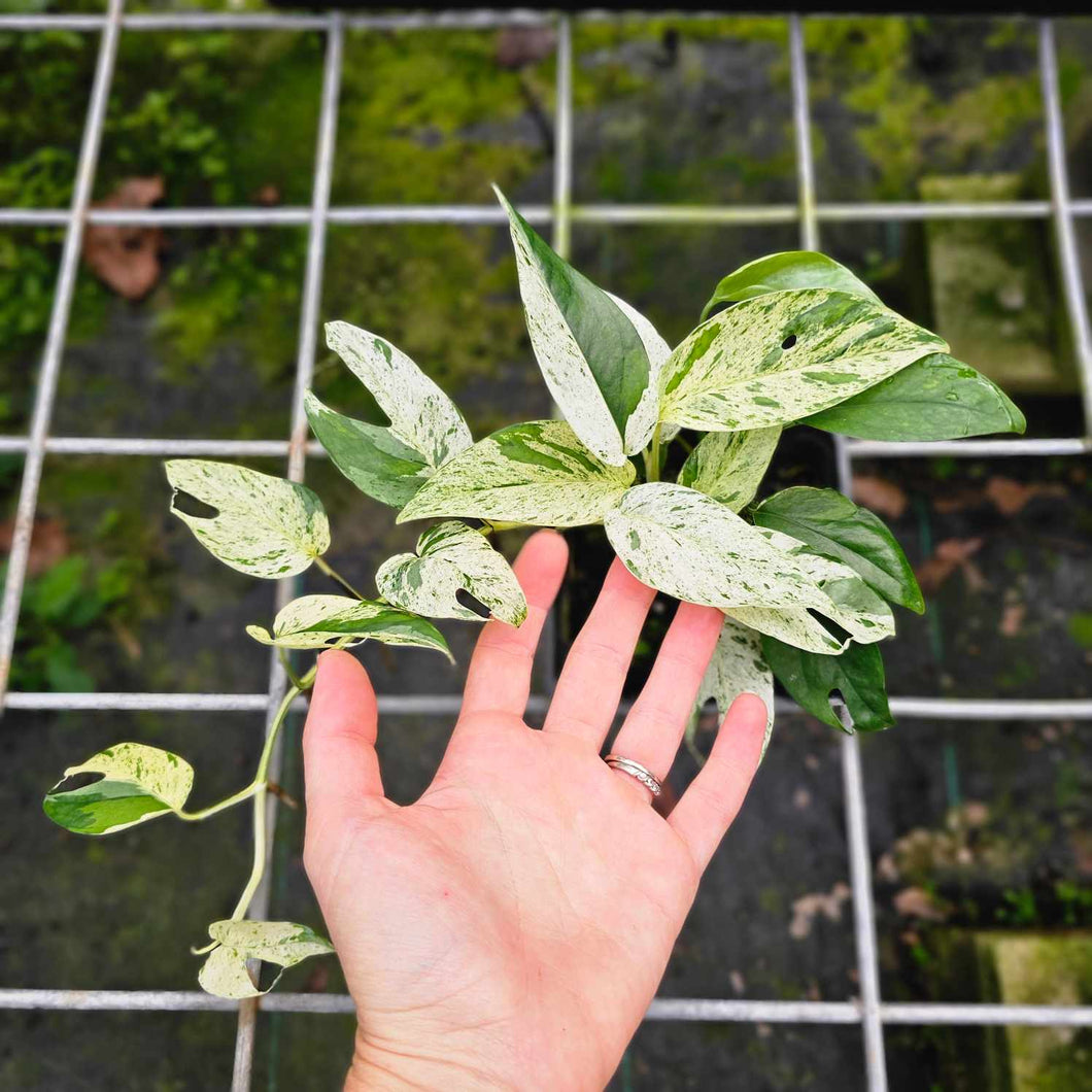 Epipremnum Pinnatum Marble, Exact Plant Variegated Multi plant