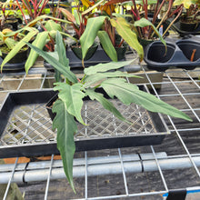 Load image into Gallery viewer, Philodendron Orchid Jungle, Exact Plant Ships Nationwide
