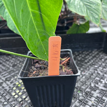 Load image into Gallery viewer, Anthurium Angamarcanum , Exact Plant Ships Nationwide
