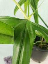 Load image into Gallery viewer, Holtonianum, Exact Plant, Philodendron
