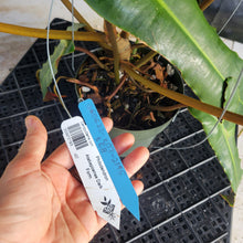 Load image into Gallery viewer, Philodendron Atabapoense Dark Form, Exact Plant Ships Nationwide
