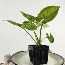 Load image into Gallery viewer, Syngonium Green Splash, Exact Plant Variegated Ships Nationwide
