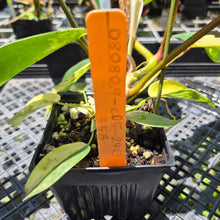 Load image into Gallery viewer, Philodendron Florida Beauty Variegated exact plant, Fedex 2day*
