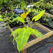 Load image into Gallery viewer, Philodendron Goldiana, Exact Plant Ships Nationwide
