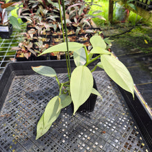 Load image into Gallery viewer, Philodendron Hastatum Silver Sword Variegated exact plant, Fedex 2day*
