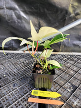 Load image into Gallery viewer, Philodendron Florida Ghost, Exact Plant Ships Nationwide
