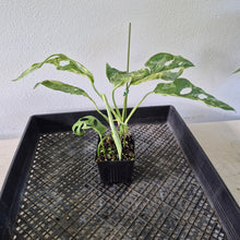 Load image into Gallery viewer, Monstera Adansonii Mint "Indonesia" Variegated exact plant, Fedex 2day*
