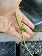 Load image into Gallery viewer, Anthurium Bakeri, Exact Plant Ships Nationwide
