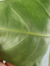 Load image into Gallery viewer, Alocasia Lowii, Exact Plant
