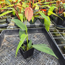 Load image into Gallery viewer, Anthurium Scherzerianum "Pig Tail" Speckled, Exact Plant

