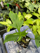 Load image into Gallery viewer, Philodendron Florida Beauty x Tortum green 2.5" pot, Fedex 2day*
