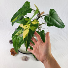 Load image into Gallery viewer, Philodendron Domesticum, Exact Plant Variegated
