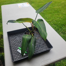 Load image into Gallery viewer, Philodendron Sagittifolium, Tuxtlanum Rubra, Exact Plant Ships Nationwide
