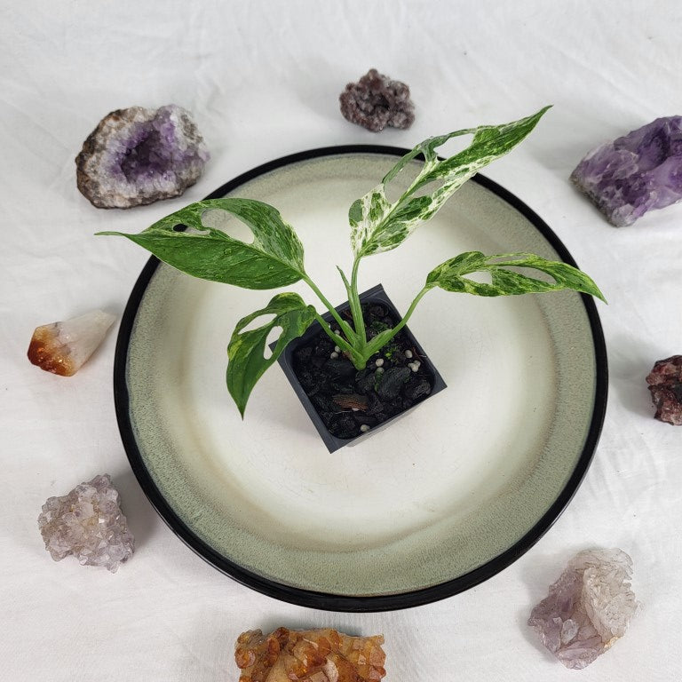 Monstera Adansonii Mint 