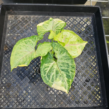Load image into Gallery viewer, Syngonium Mango Allusion, Orm Thong, Exact Plant Variegated Ships Nationwide
