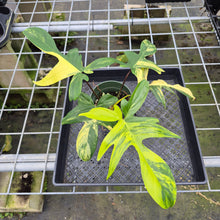 Load image into Gallery viewer, Philodendron Florida Beauty Variegated 6" pot, Fedex 2day
