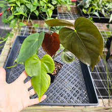 Load image into Gallery viewer, Anthurium Red Beauty, Exact Plant Ships Nationwide
