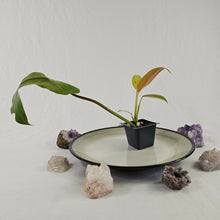 Load image into Gallery viewer, Philodendron Whipple Way, Exact Plant Variegated Ships Nationwide
