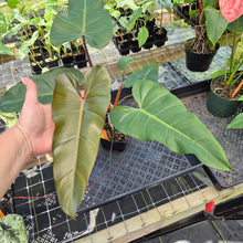 Load image into Gallery viewer, Philodendron Dark Lord, Exact Plant Ships Nationwide
