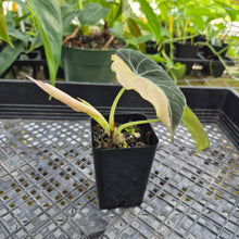 Load image into Gallery viewer, Alocasia Black Velvet Pink Variegata, Exact Plant Ships Nationwide
