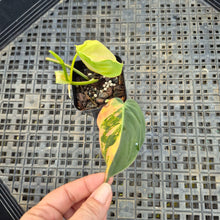 Load image into Gallery viewer, Philodendron Hederaceum Micans Aurea, Exact Plant Variegated Ships Nationwide
