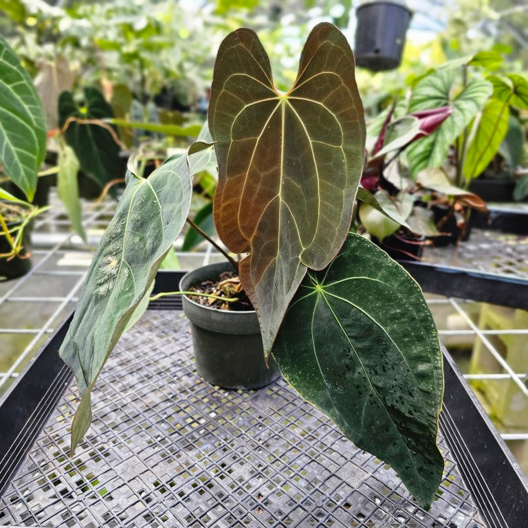 Anthurium Ace Of Spades X Papillilaminum, Exact Plant