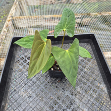 Load image into Gallery viewer, Anthurium Papillilaminum Fort Sherman X Ralph Lynam, Exact Plant Ship Nationwide
