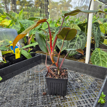 Load image into Gallery viewer, Philodendron Dark Lord, Exact Plant Ships Nationwide
