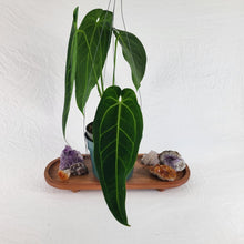 Load image into Gallery viewer, Anthurium Warocqueanum, Queen, Exact Plant Large
