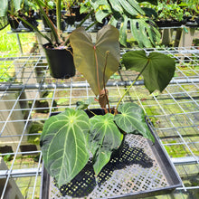 Load image into Gallery viewer, Anthurium Magnificum X Crystalinum AFF noid, exact plant, Fedex 2day*
