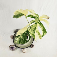 Load image into Gallery viewer, Monstera Borsigiana Albo Deliciosa, Exact Plant Variegated Ships Nationwide
