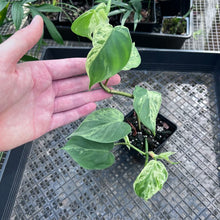 Load image into Gallery viewer, Philodendron Hederaceum, Heart Leaf, Exact Plant Variegated Ships Nationwide
